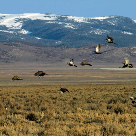 Sage grouse flying over a field in Nevada (Photo by Tatiana Gettleman, USGS)