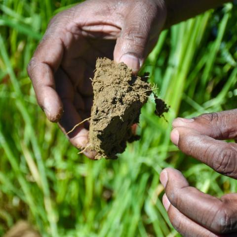 hands holding soil with vegetation in the background