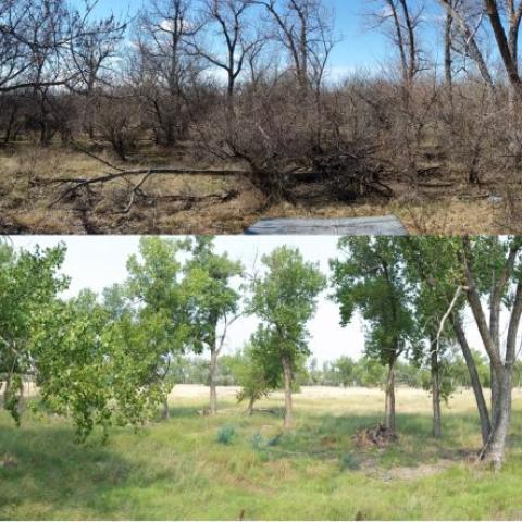 Before (top) and after (bottom) photos of area where brush management has been implemented to remove undesirable plant species.