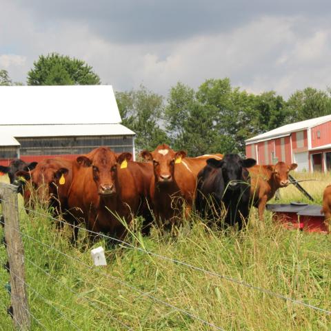 Cows head out to pasture on an Indiana farm