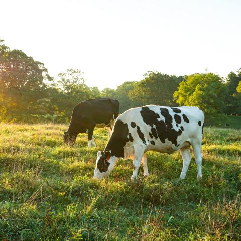 Two black and white cows graze in a bright green field at sunrise