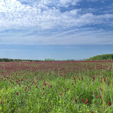 Field of crimson clover and a blue sky.