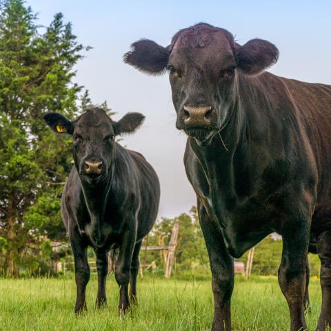 Two black Holstein cows 