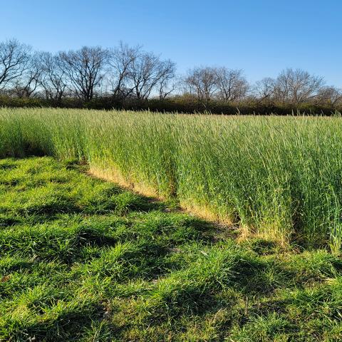 'FL401' cereal rye (producing seed heads) is grown next to 'Elbon' cereal rye (early vegetative growth). Both varieties were planted in early September.