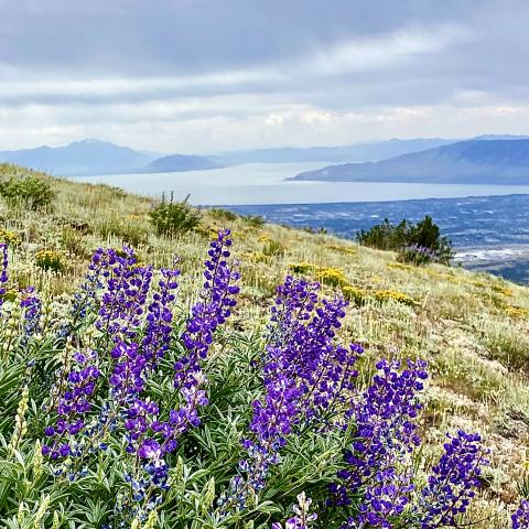 Silky lupine flowers near Utah Lake
