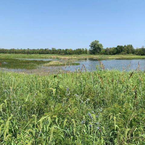 ACEP-WRE restored showing main wetland pool with an established diverse stand of native grasses and forbs, with hydrophytic moist soil vegetation growing in wetland cell.