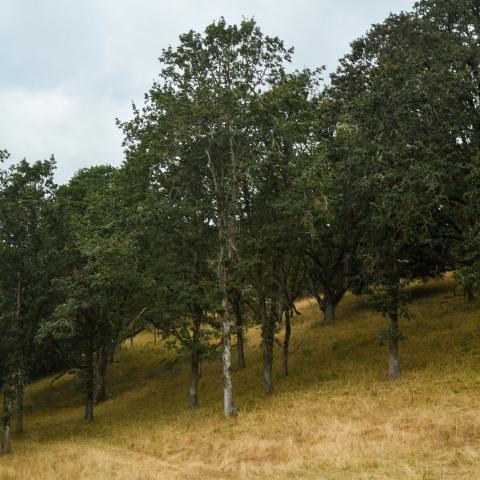 Oak trees at a restoration site in Oregon