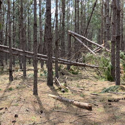 Fallen pine trees in North Florida after Hurricane Idalia