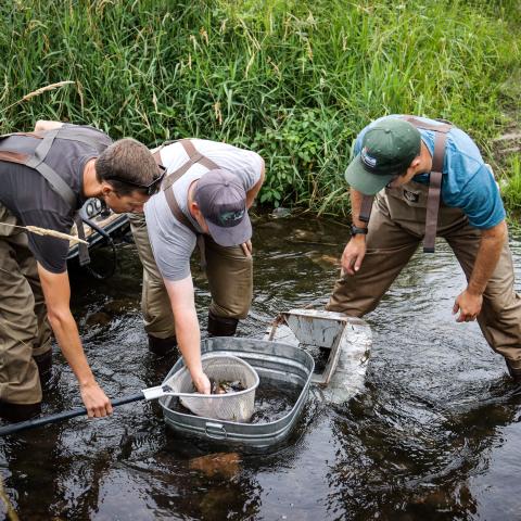 Three men standing in a stream surveying trout caught in a net