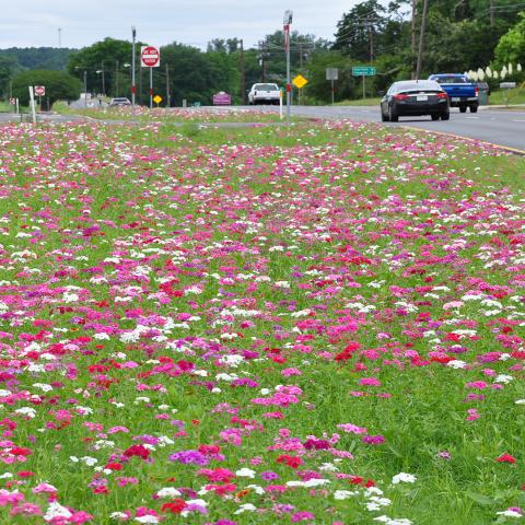 successful stand of white red and pink phlox in the median