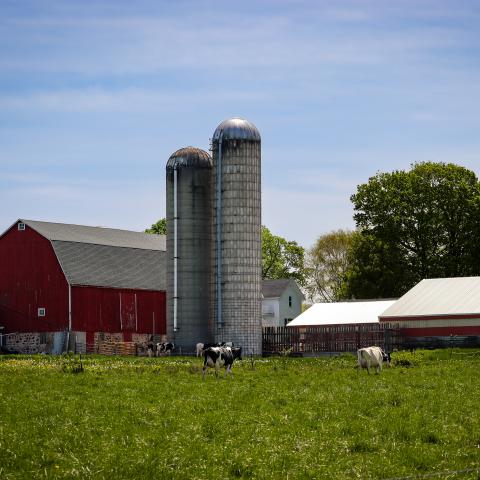 Cows on a farm with an agricultural easement.