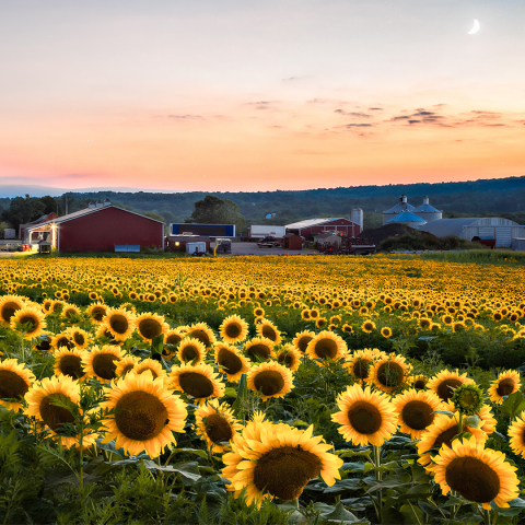 field of sunflowers