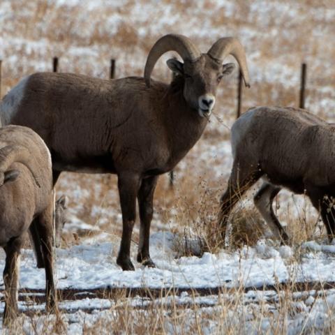 Big Horn Sheep in Wyoming