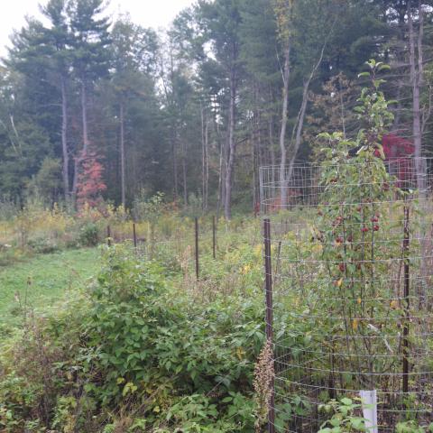 Forest clearing planted with fruit trees for deer habitat.