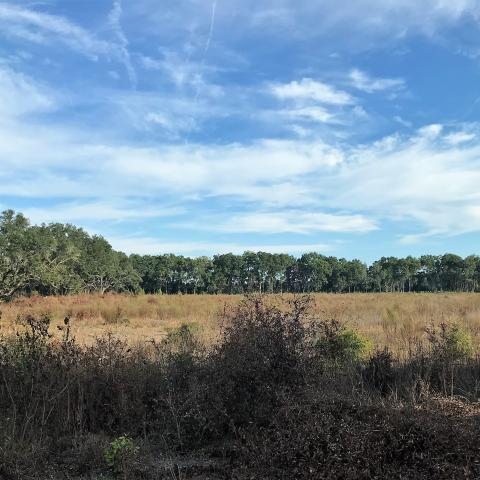 Florida farm pasture field with trees in background and large blue sky above with white clouds