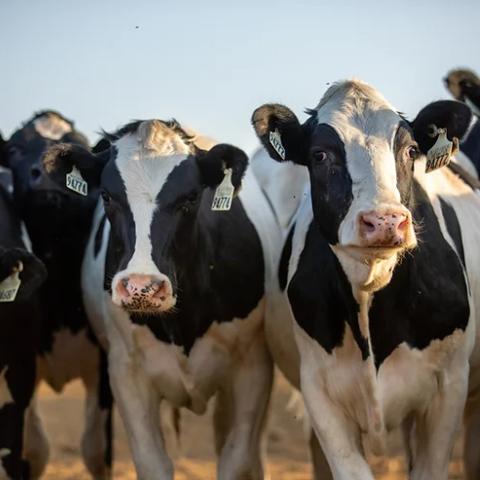Holstein Cows-CA