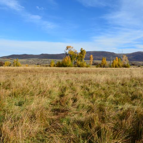 Kamas Valley meadow with mountains in background