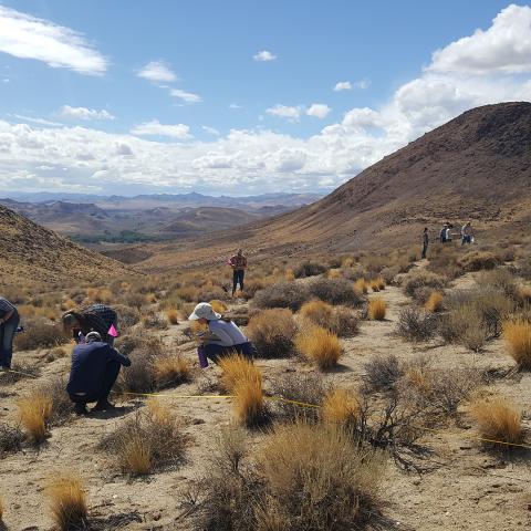 Landscape photo featuring individuals performing linepoint intersect data collection among dispersed shrubs with golden hills in the middle grounds, and a blue cloud filled sky in the background. 