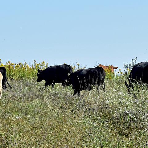 Cattle graze diverse forages in Southeast Iowa.