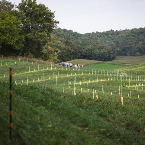Agroforestry demo site with tour group of people in the background
