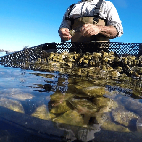 Rhode Island oysterman checks basket of spat on shell that is half underwater in Winnapaug Pond, Westerly, RI..