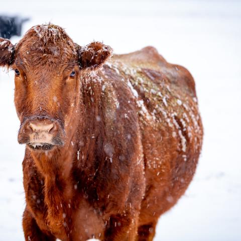 Closeup of a brown cow in a snow storm