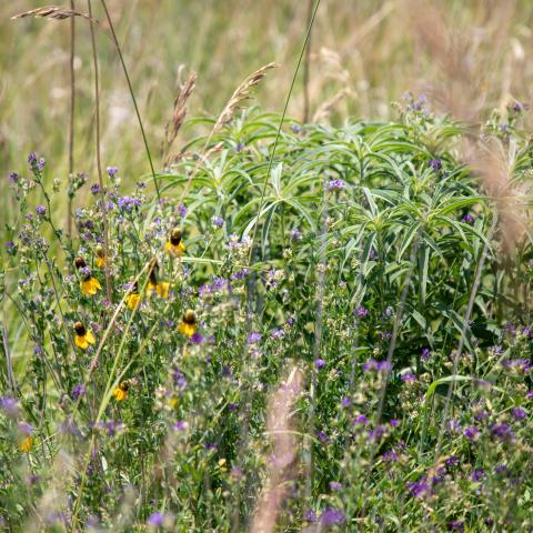 Native flowers and grasses growing in Harrison County, IA