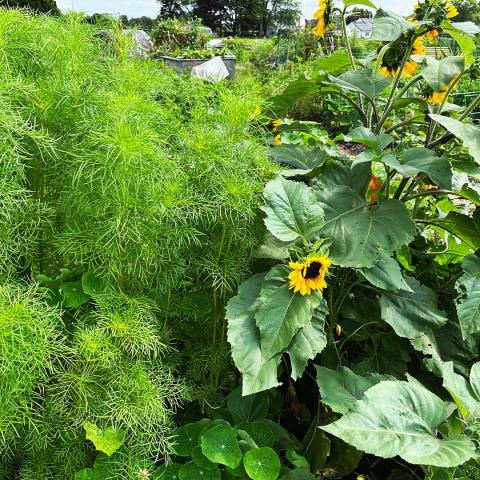 Dill and sunflowers growing at Aquidneck Community Table's urban farm in Middletown, RI, August 2023.