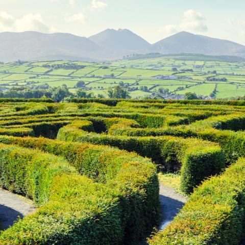 Hedge maze on a hill