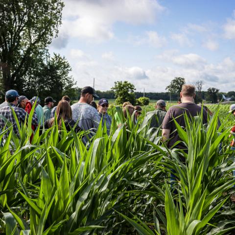 A group of people standing in a corn field on a sunny day.