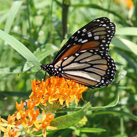 A large primarily orange and black monarch butterfly with white markings visits the bright orange inflorescence of a butterfly milkweed plant.