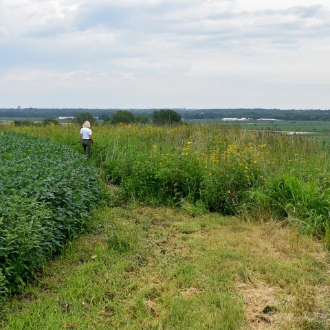 Prairie strip in Iowa soy bean field