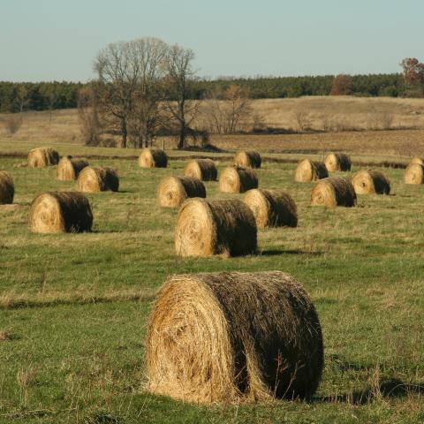 Bale Grazing photo