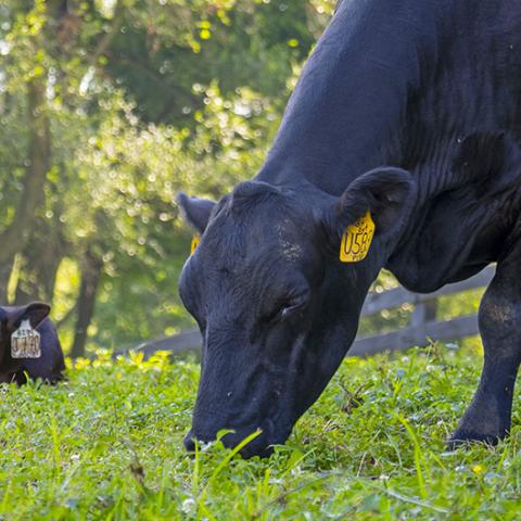 Cows_GovD.jpg