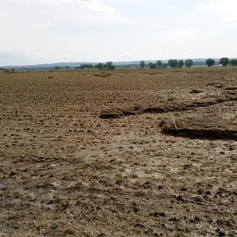 Crop field with vegetation damaged by hail and debris dams from heavy rain.