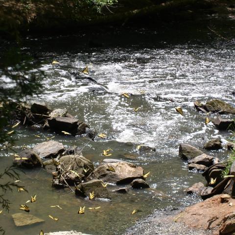 Georgia Stream with Butterflies