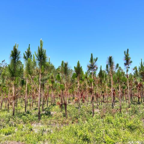 Pines