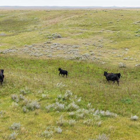cows in pasture