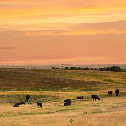 Cows grazing in low hilly grassland under an orangey-pinkish cloudy sky near sunset