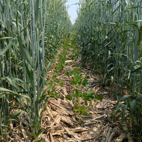 Winter cereal rye and soybeans growing together in a relay intercropping system