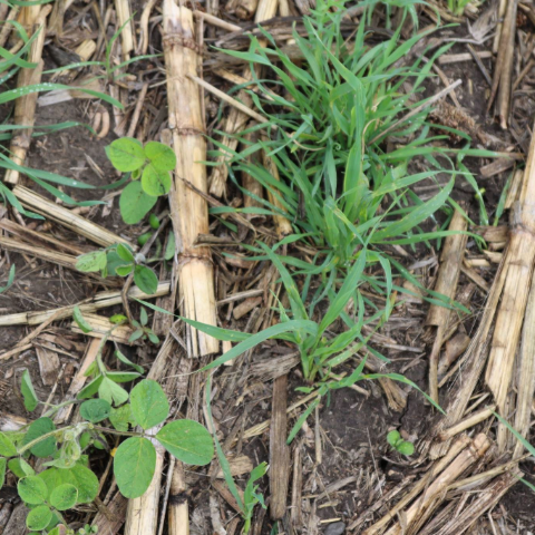 Close up photo of soybeans mixed with cover crop and corn stubble. 