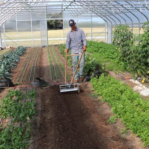 A farmer works in his high tunnel
