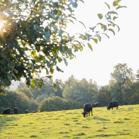 Beef cattle grazing on land.