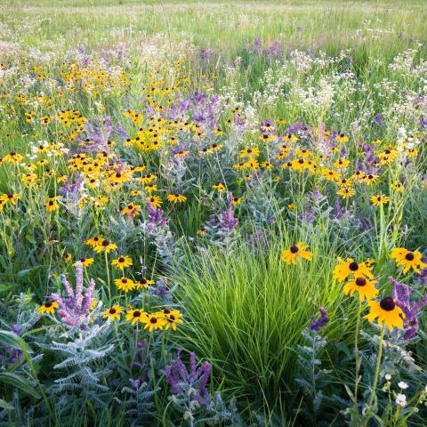 Field of black eyed susans and other native flowers.