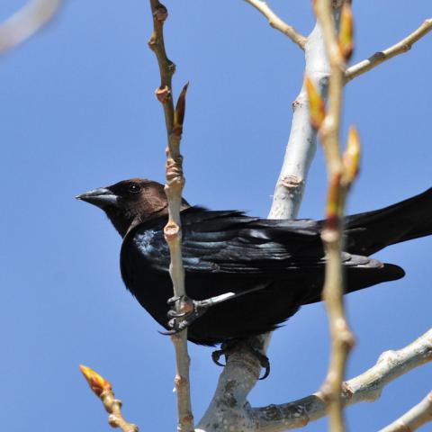 Because birds see differently than people, changes to aircraft lighting systems have been proposed as a way to help birds avoid aircraft. Collaborative studies between WS and Purdue University scientists have shown one model bird species— the brown-headed cowbird (pictured)— avoids red (630 nm) and blue (470 nm) LED lights with high chromatic contrast versus other light wavelengths. Ongoing research with additional bird species will identify other light characteristics that enhance bird avoidance of air
