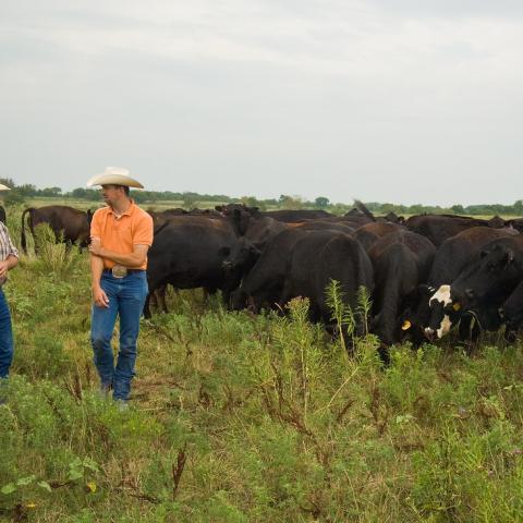 Larry Huntington (left), United States Department of Agriculture, Farm Service Agency (FSA), Farm Loan Manager and Justin Maxey (right), a rancher in Nowata, Oklahoma survey cattle Maxey purchased with, both a USDA, FSA Beginning Farmer and a Rancher Loan and an Ownership Loan.  Maxey was able to double his herd with a second loan with money available through the American Recovery and Reinvestment Act of 2009 (ARRA). &quot; I would not have been able to buy these new cows and needed supplies without this lo