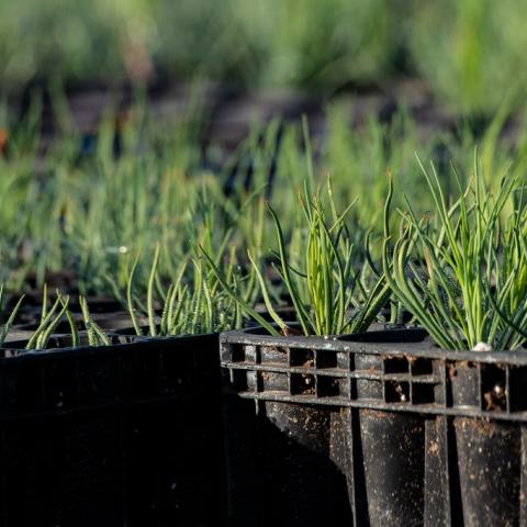 Long-leaf pine seedlings growing on raised beds and irrigated by a pivot micro-irrigation system at Lewis Taylor Farms co-owned by William L. Brim and Edward Walker, one of several crops, such as cotton, peanut, vegetable and greenhouse operations in Fort Valley, GA, on May 7, 2019.  Long-leaf pines are an indigenous tree in the Southeast.  Growers are working to increase the number of this slower growing hearty hardwood tree in this region. 

The Taylor Farms operation includes bell peppers, cucumbers, egg