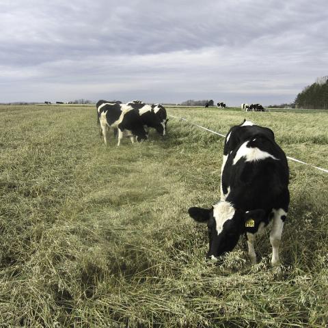 Dairy cattle grazing.