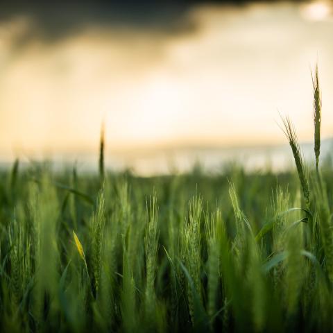 closeup of green grains in a field