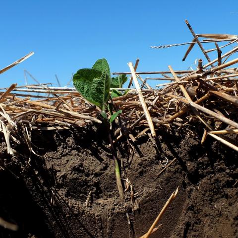 Soybeans Planted into Winter Wheat Stubble

File Type jpg | Picture Size 2550 x 1913

 

Biological activity helps winter wheat residue decompose to become precious organic matter that helps plants grow. Years of managing soil for residue and to improve its quality allowed organic matter to build up making the darker color near the surface.

 

A no-till field since 1990, this field has excellent organic matter under a corn-corn-broadleaf-wheat-broadleaf rotation for the last 10 years. 2011 was winter wheat